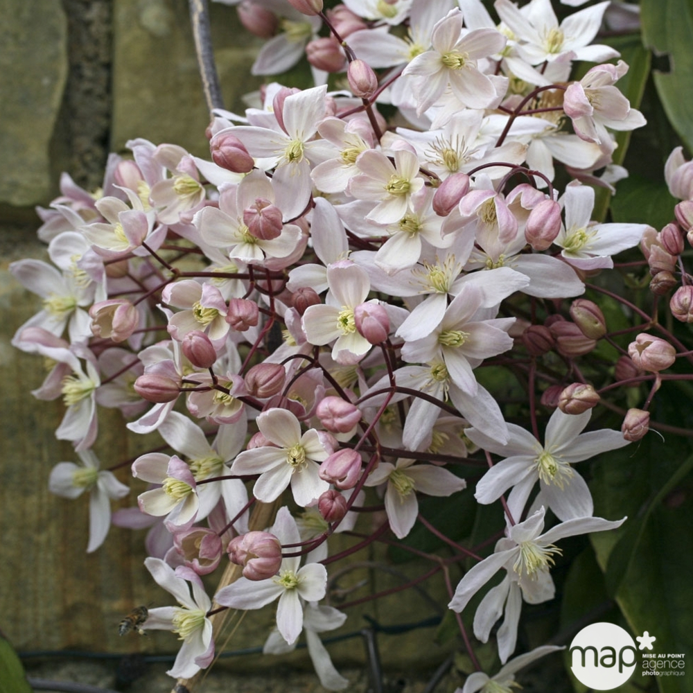Clématite armandii 'Apple Blossom' sur échelle 120 cm : pot 3L