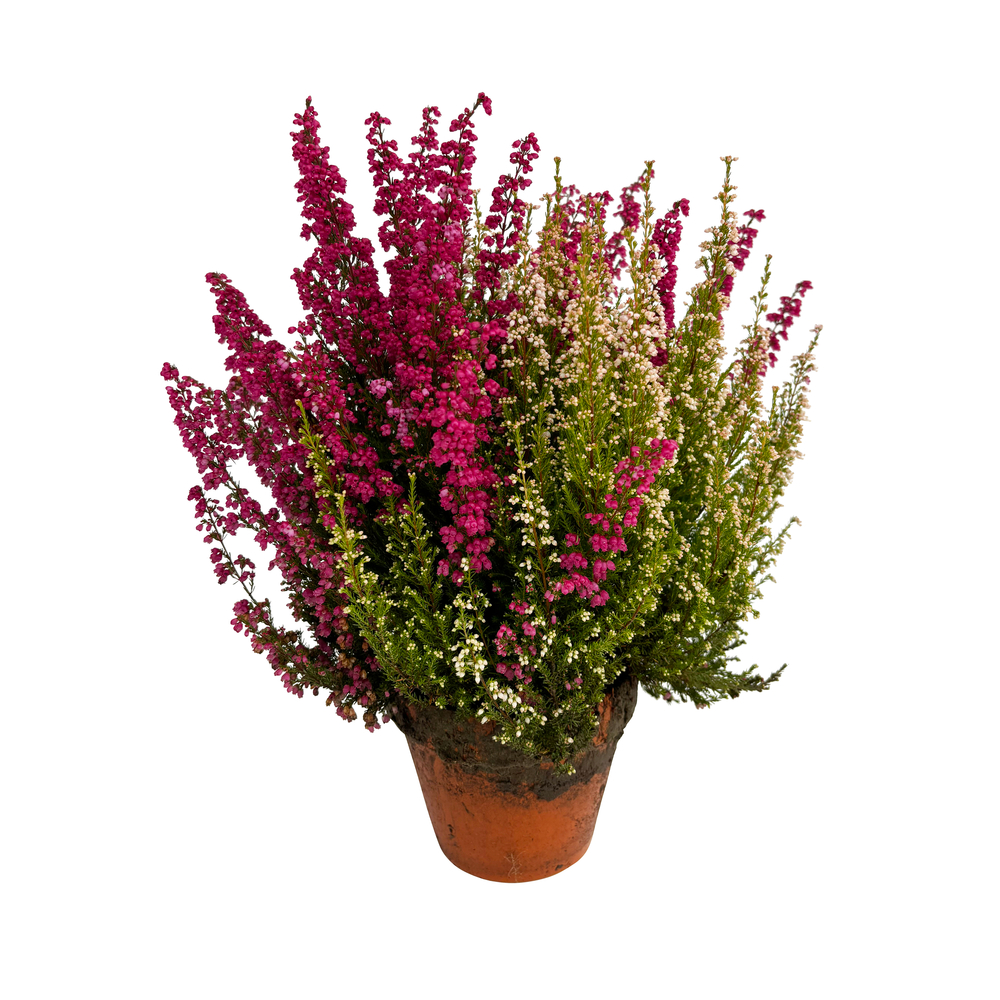 Erica gracilis 'Twins' - Pot D. 13cm