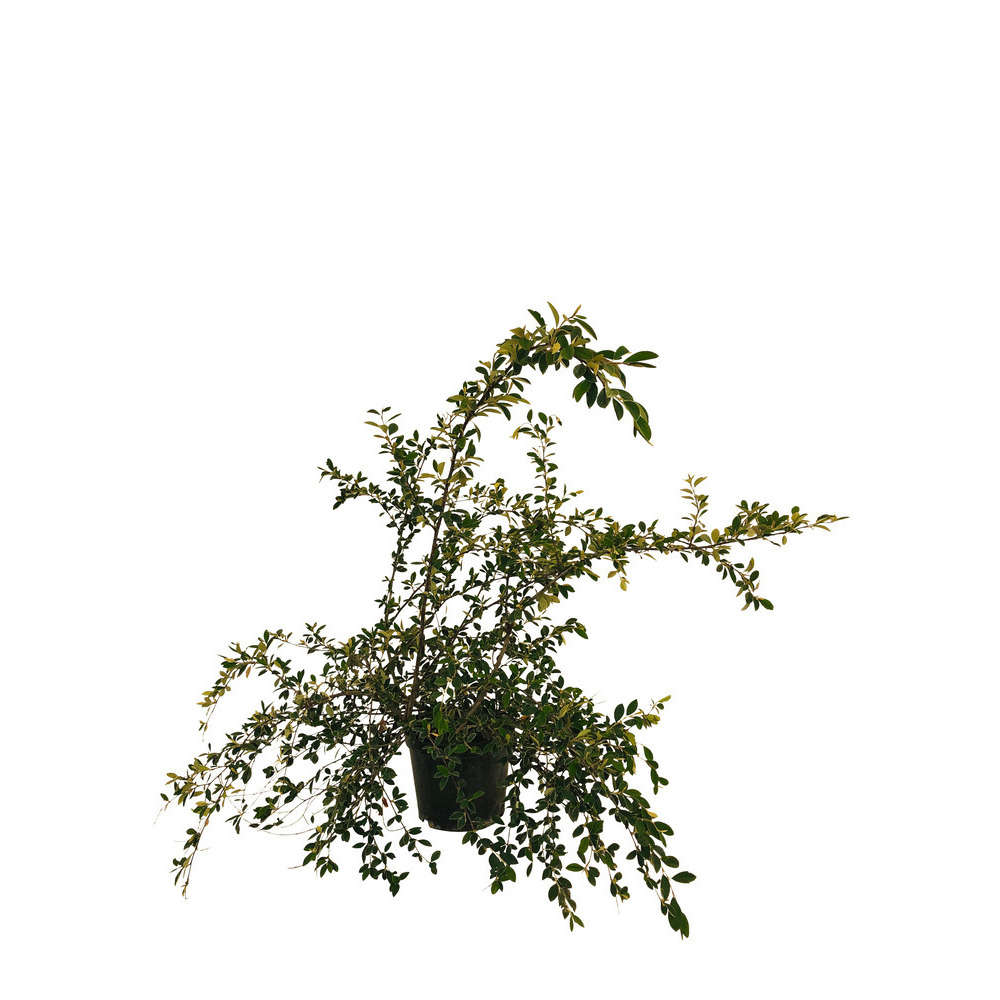 Cotoneaster lacteus :touffe ctr 10 litres