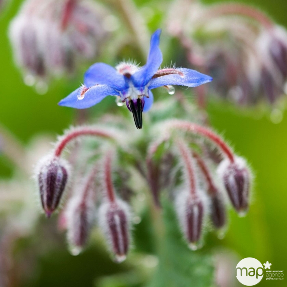 Plant de bourrache : pot de 1 litre