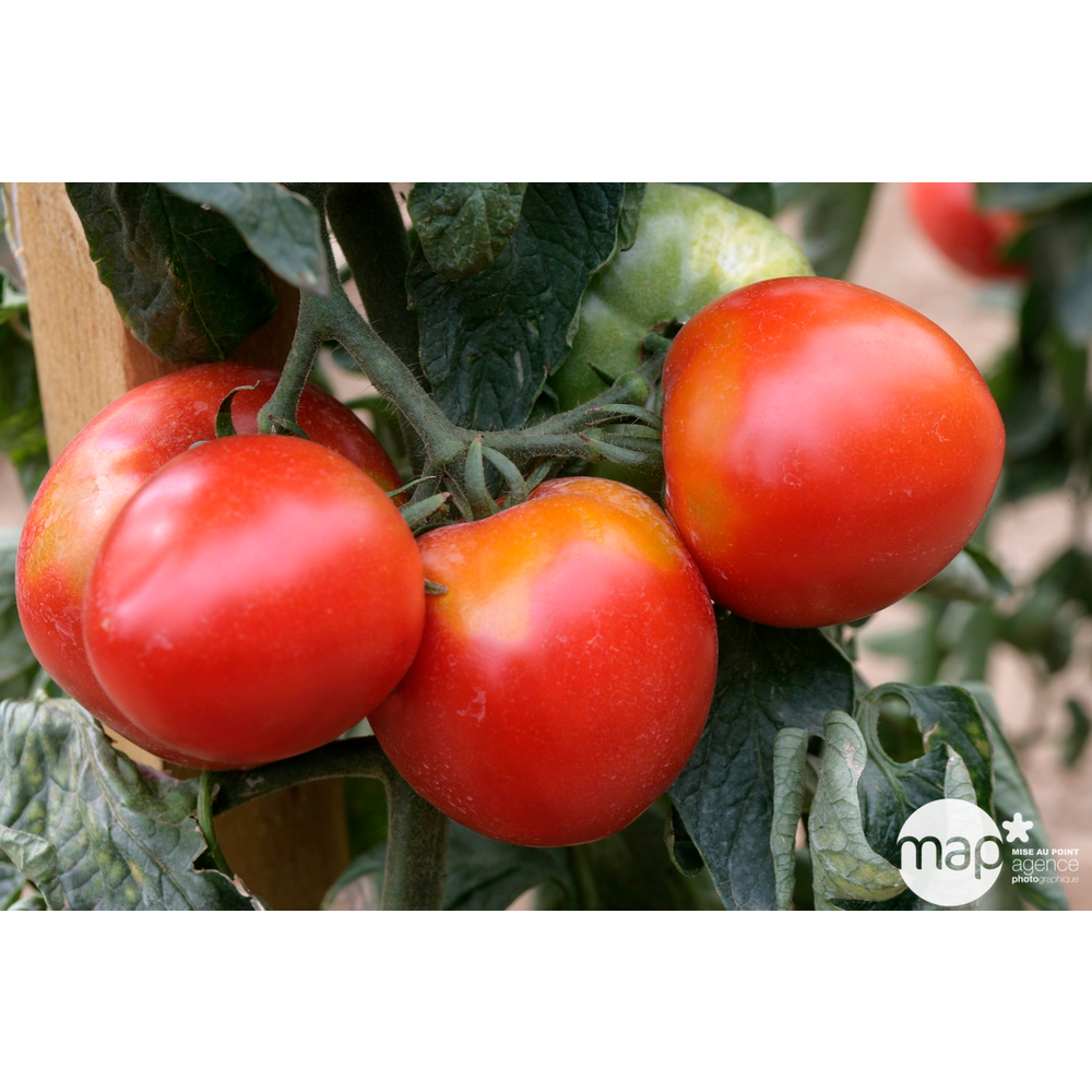 Plants de tomates 'Pyros' F1 bio : barquette de 6 plants