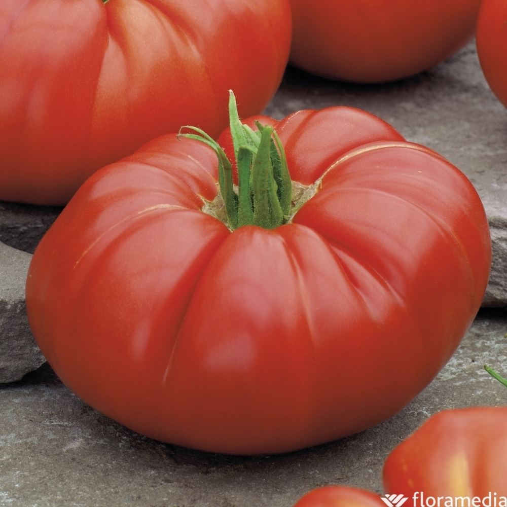Plant de tomate 'Supersteak' F1 bio : pot de 0,5 litre