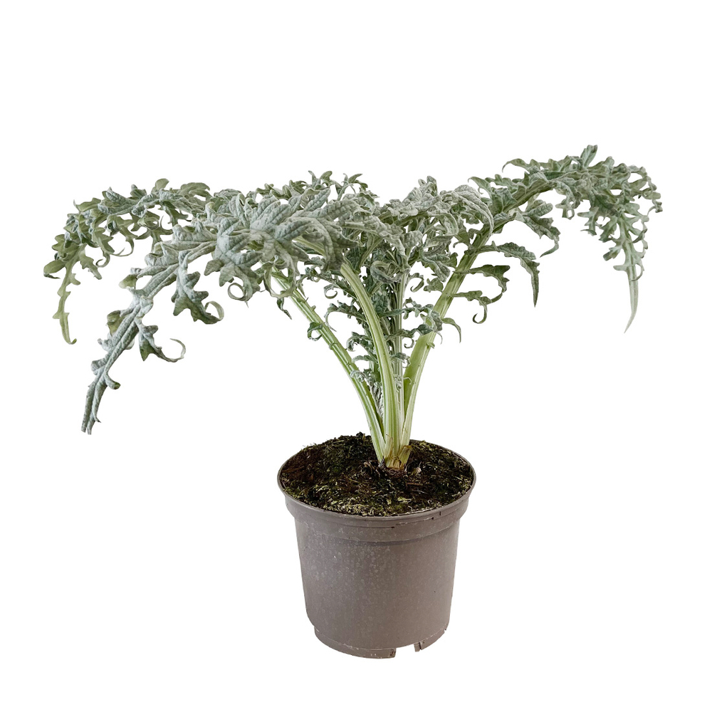 Plant d'artichaut 'Lancelot' F1 : pot de 2,5 litres