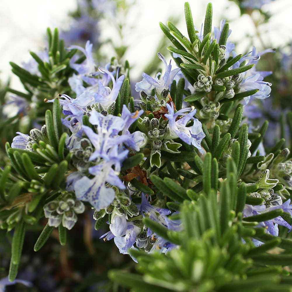 Rosmarinus officinalis var. Repens : H 40/50 cm ctr 12 litres
