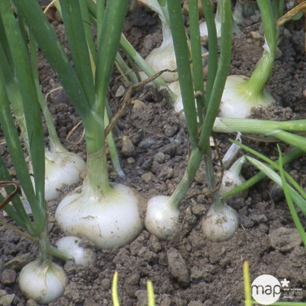 Plants d'oignons blancs 'Vaugirard' : barquette de 50 plants