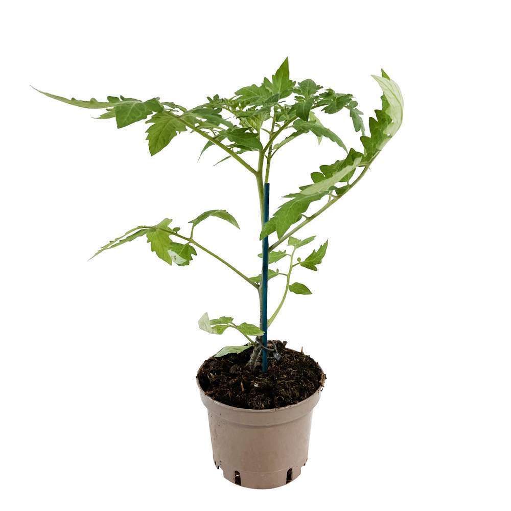 Plant de tomate 'Marbonne' F1 greffée : pot de 1 litre