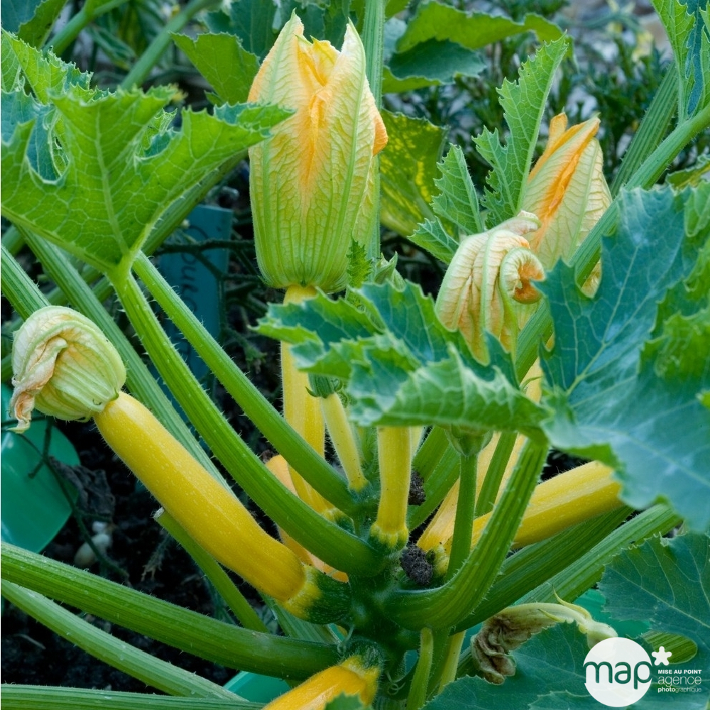 Plants de courgettes jaune 'Orelia' F1 : barquette de 3 plants