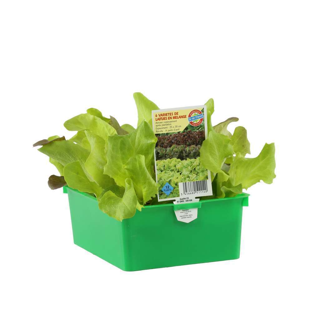 Plants de laitues mix : barquette de 12 plants