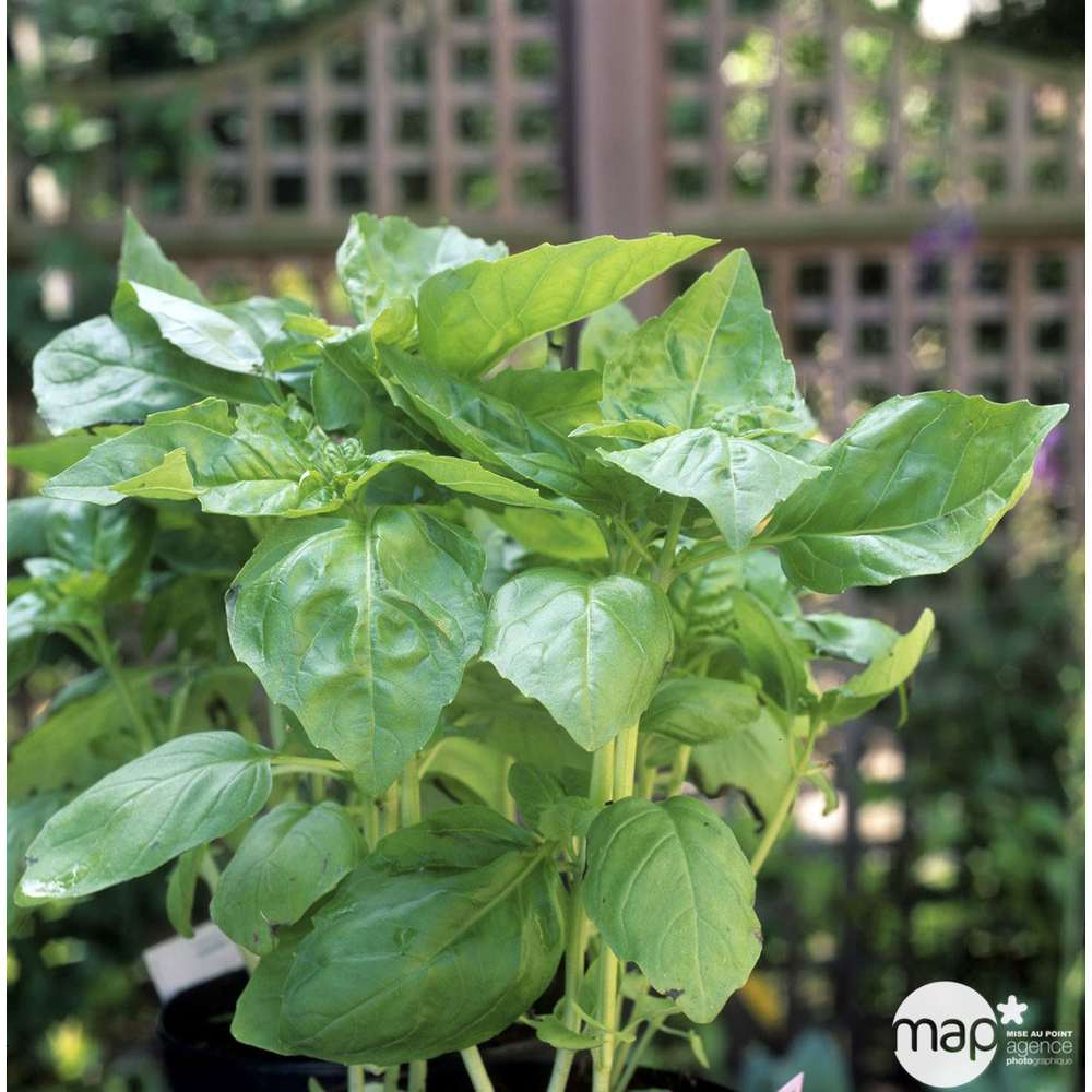 Plant de basilic 'Marseillais' bio : en godet