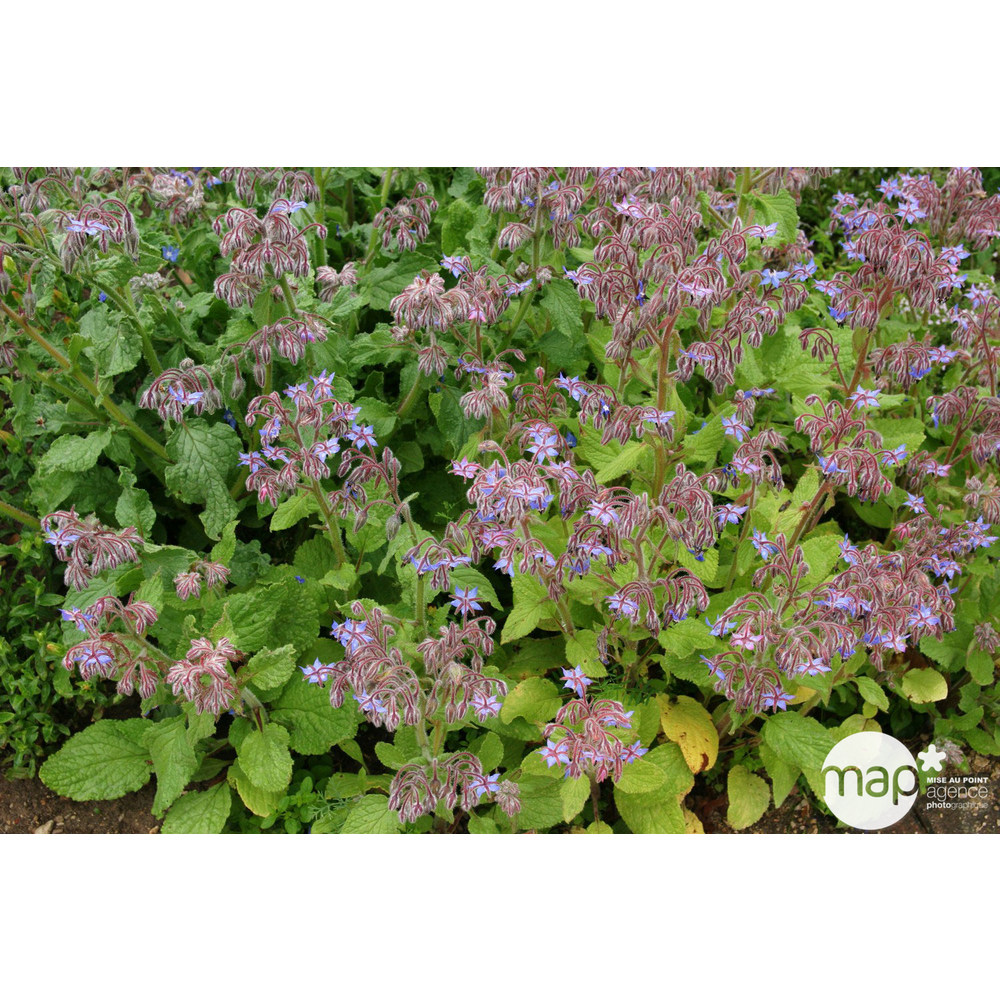 Plant de bourrache officinale bio : en godet