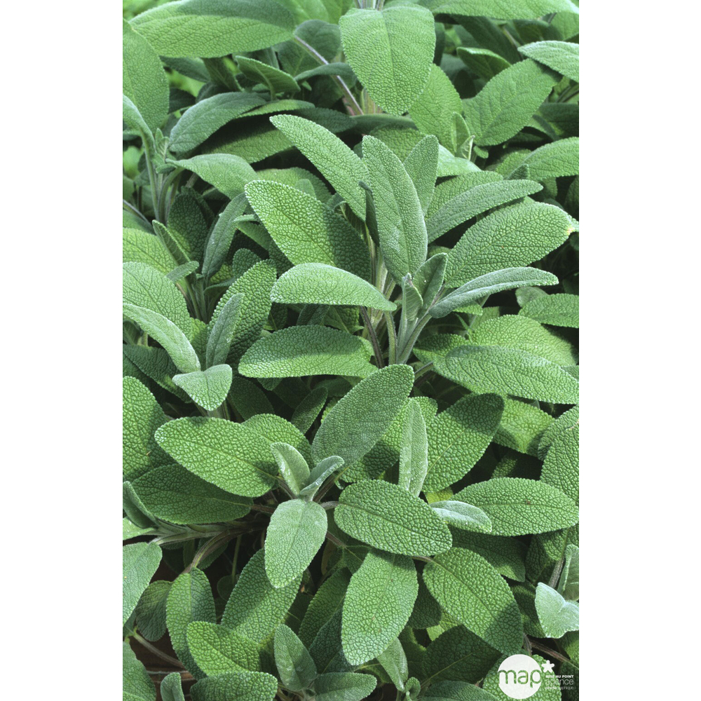 Plant de sauge officinale bio : en godet