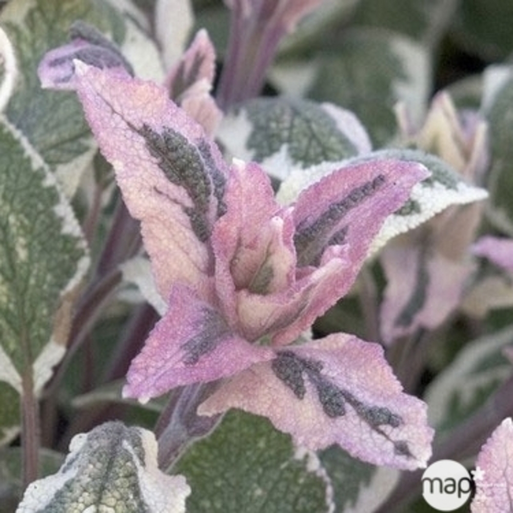 Plant de sauge officinale bigarrée bio : en godet