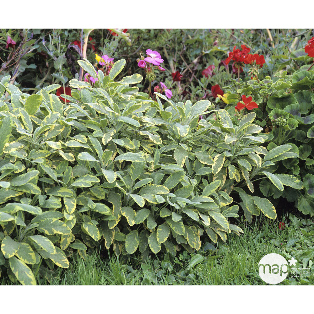 Plant de sauge officinale panachée bio : en godet