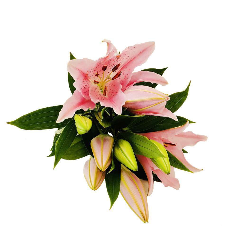 Botte de Lys Oriental - 3 tiges : rose