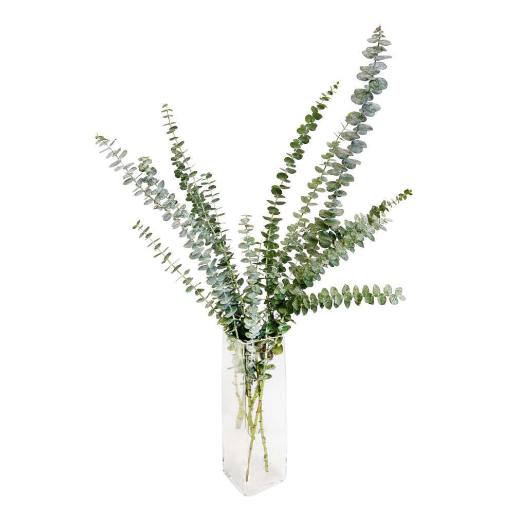 Branche Eucalyptus Cinerea 1 tige H60/70cm