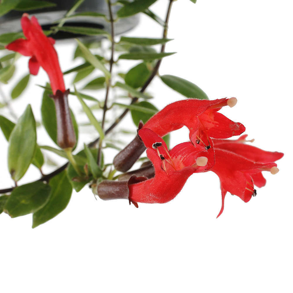 Aeschynanthus : suspension Ø15cm