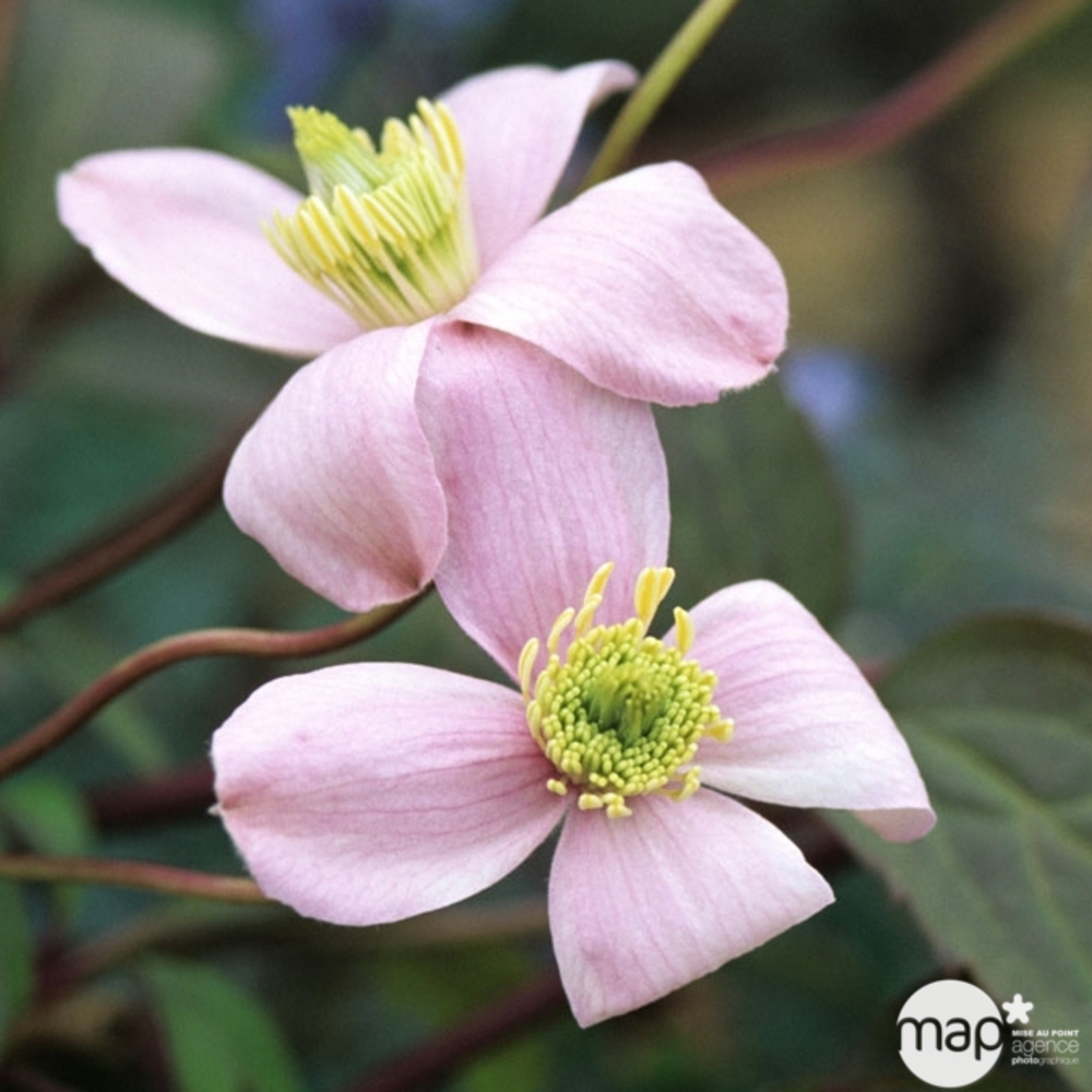 Clematis montana Mayleen : ctr de 3 Litres