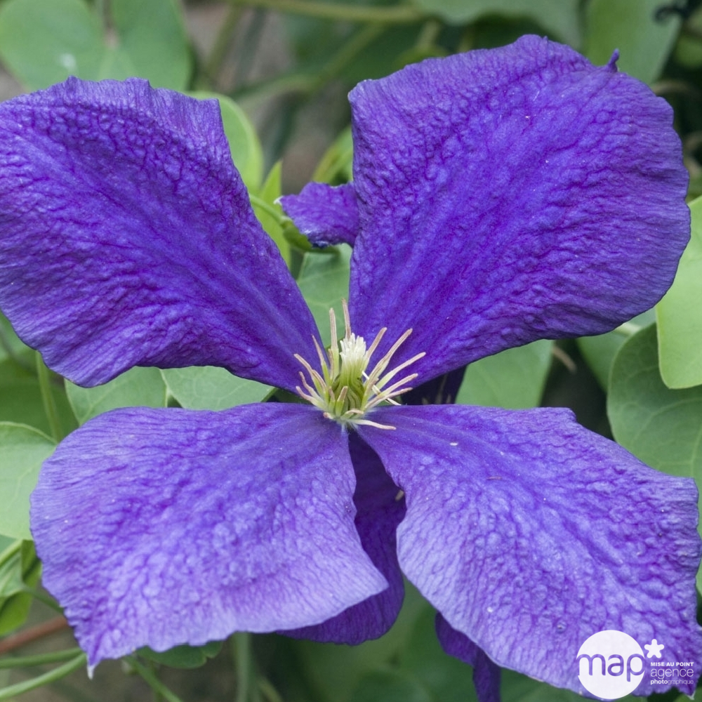 Clematis montana H90/120cm : pot 3L