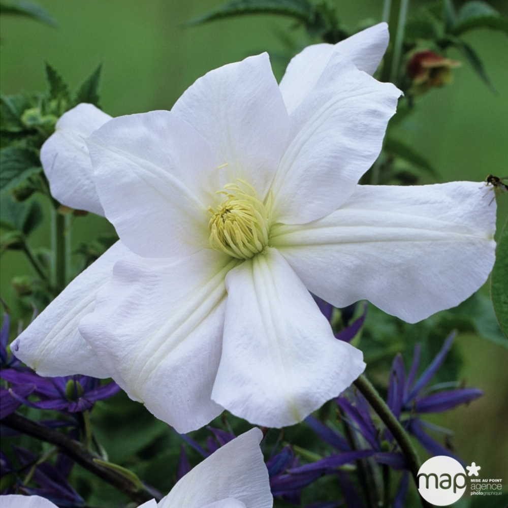 Clematis Madame Lecoultre : ctr de 3 Litres