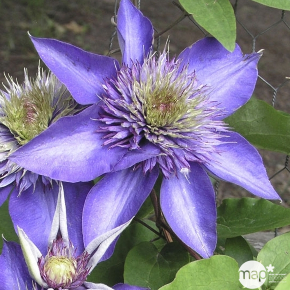 Clématite 'Multiblue' sur échelle - Pot 3L