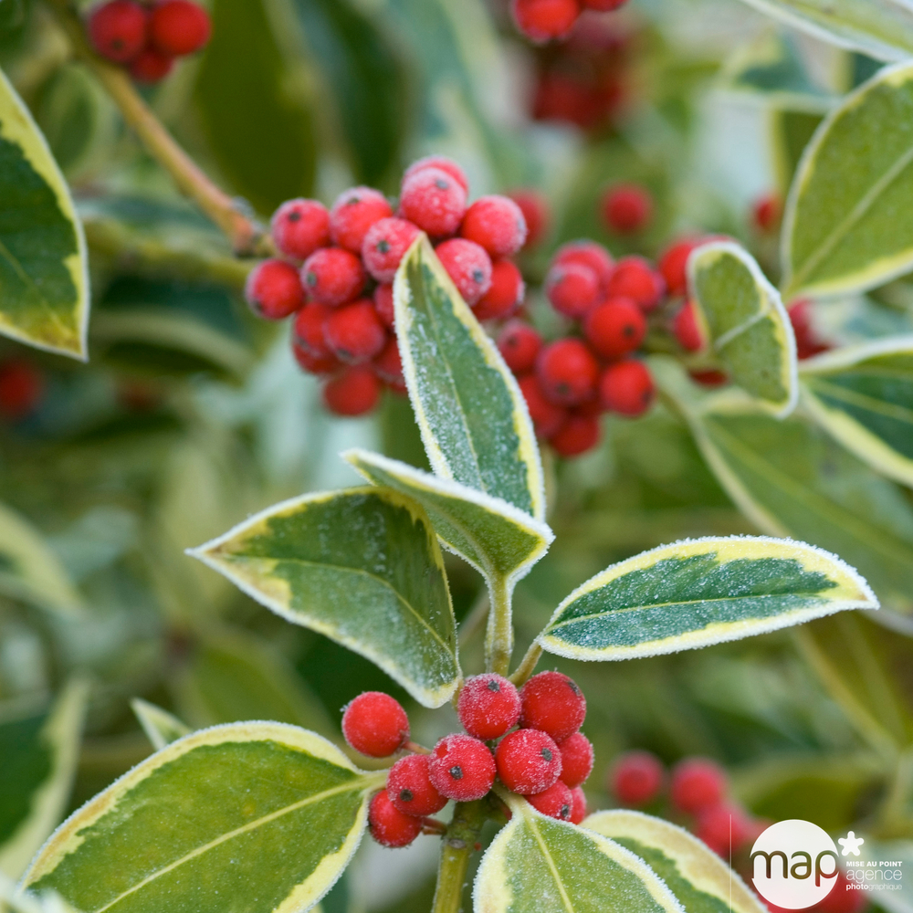 Ilex x altaclerensis 'Golden King' : ctr 4,5L