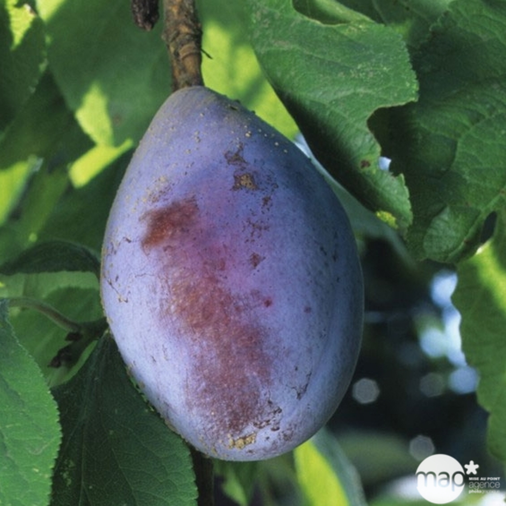 Prunier Quetsche d'Alsace en gobelet 2 ans d'âge - pot 7,5L