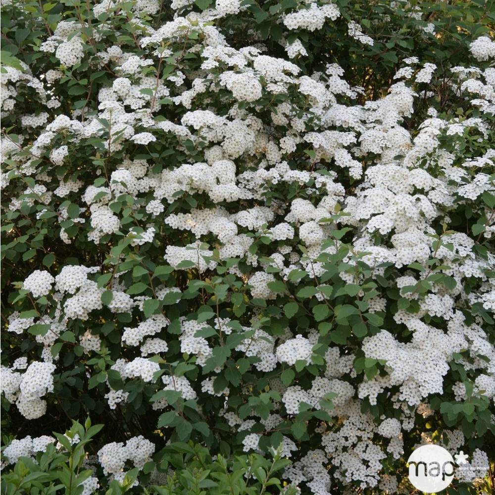 Spiraea x vanhouttei : H 8/100 : ctr 12 litres