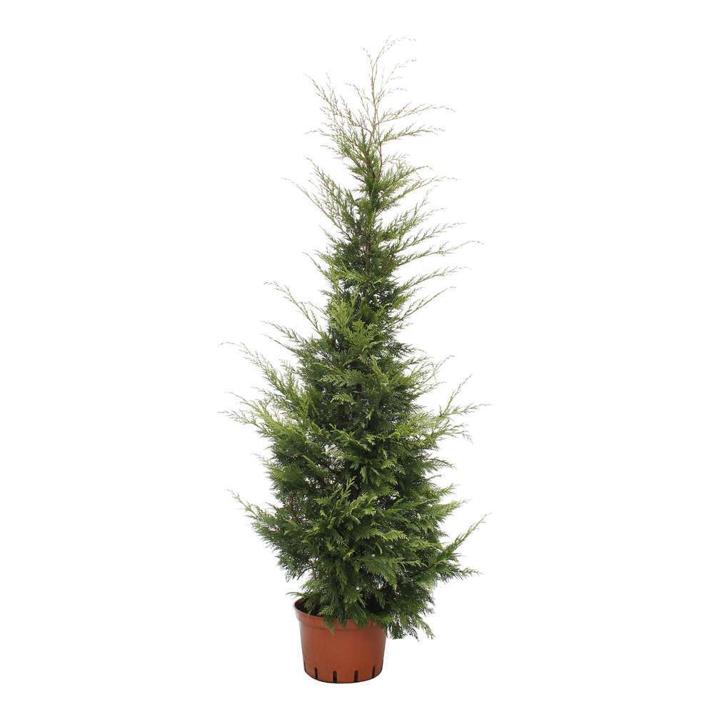 Cupressocyparis Leylandii : hauteur 125/150 cm, pot 12L