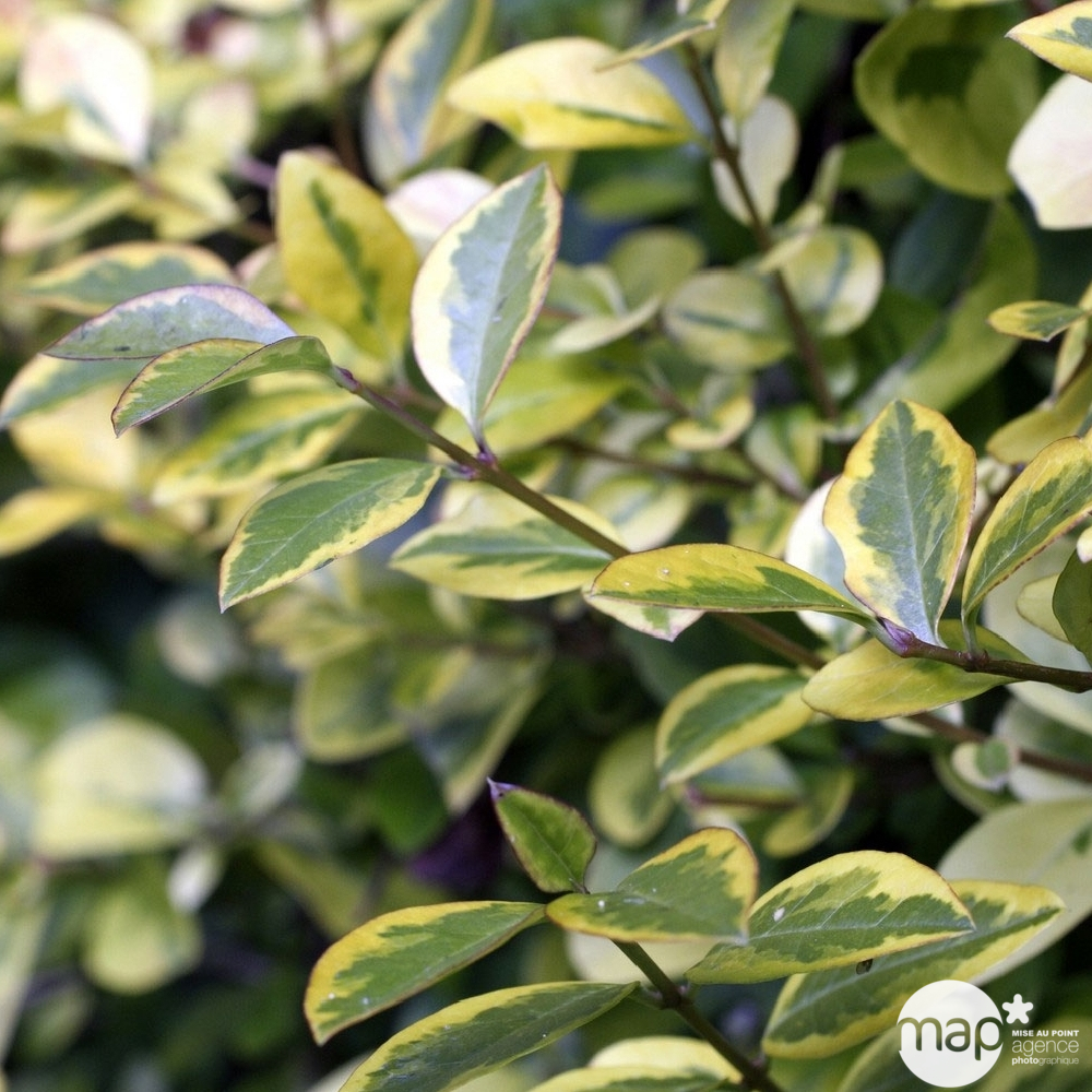 Ligustrum ovalifolium ' Aureum ' : touffe ctr 5 litres