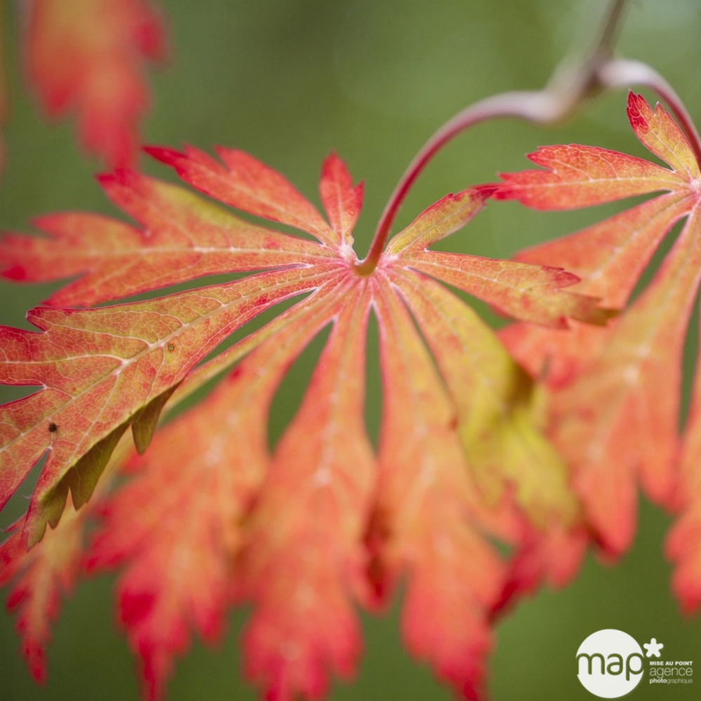 Acer japonicum : touffe, ctr 3 L - Variétés variables