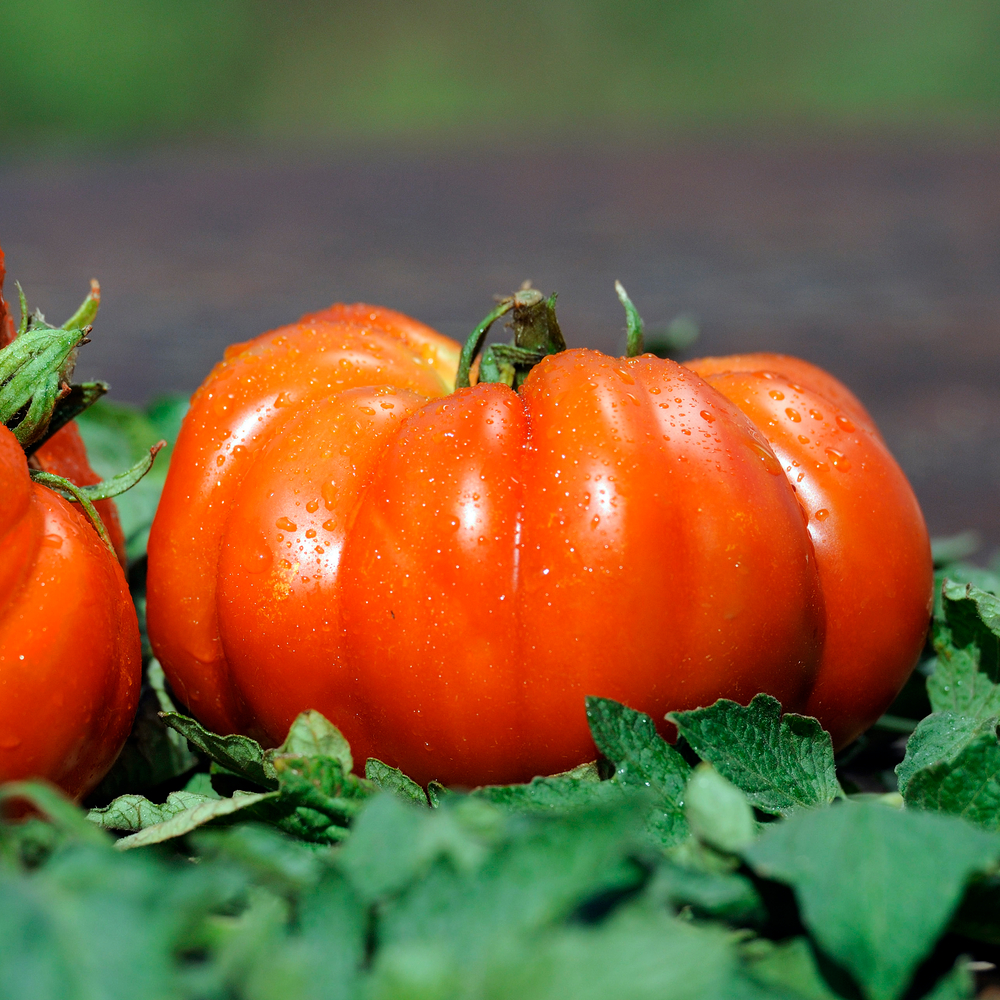 Plants de tomates 'Delizia' F1 bio : barquette de 6 plants
