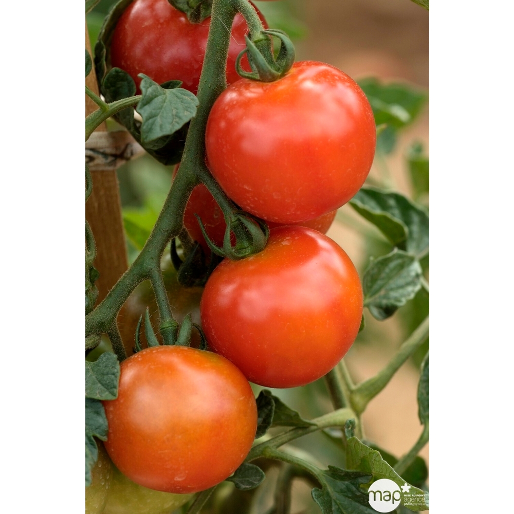 Plants de tomates 'Harmony' F1 bio : barquette de 6 plants