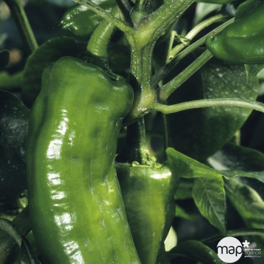 Plant de poivron doux 'Lipari' F1 bio : pot de 0,5 litre