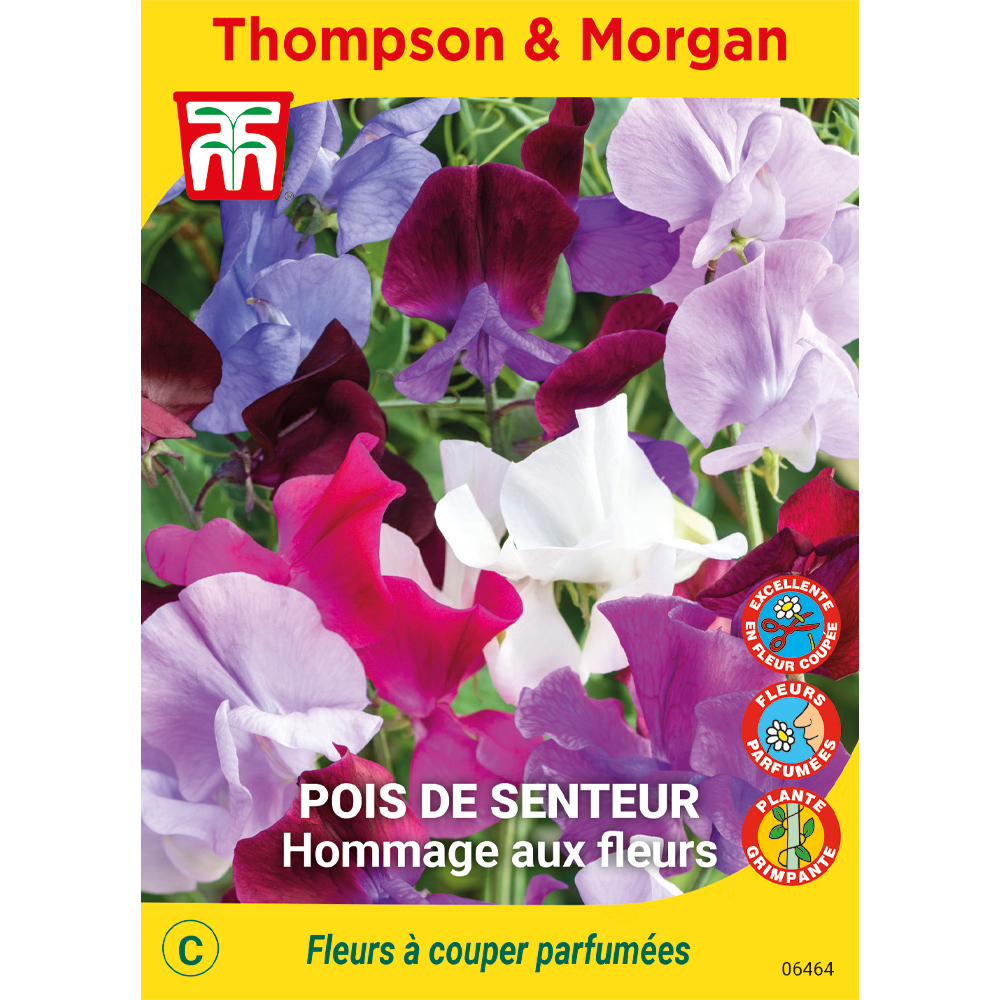 Pois de senteur hommage aux fleurs