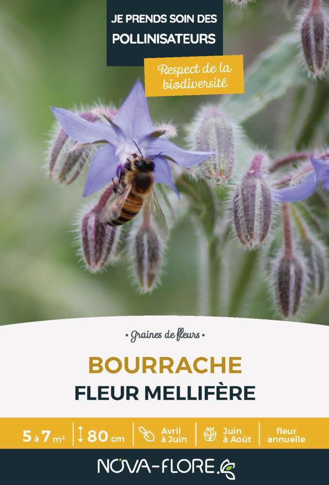 Graine de fleurs Bourrache