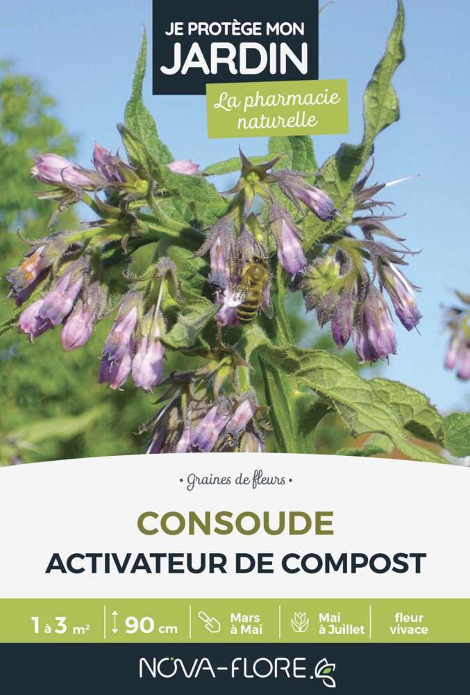 Graine de fleurs Consoude