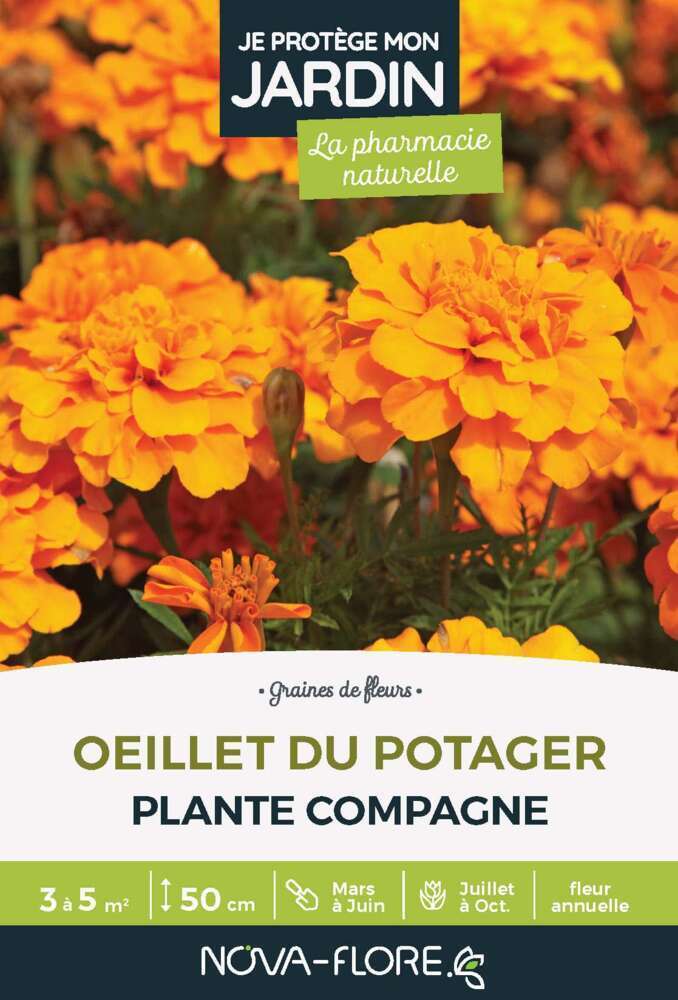 Oeillet du potager