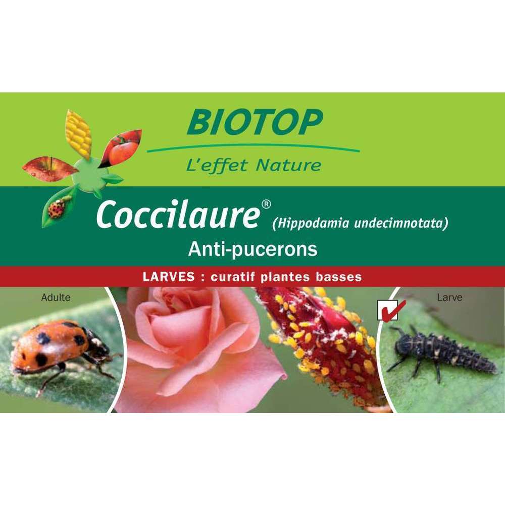 30 larves coccinelles anti-pucerons - coccilaure