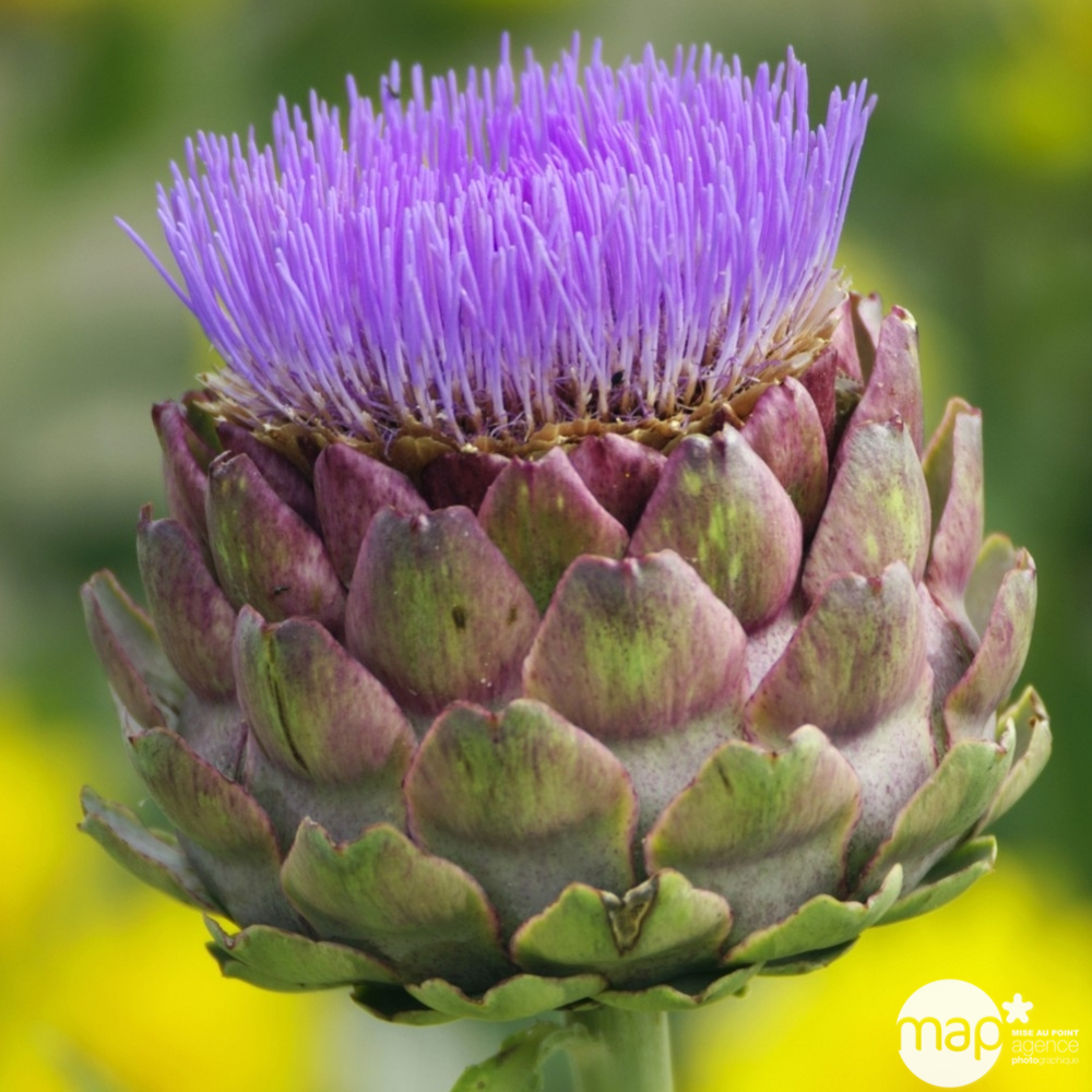 Plant d'artichaut 'Camus Breton' : pot de 1 litre