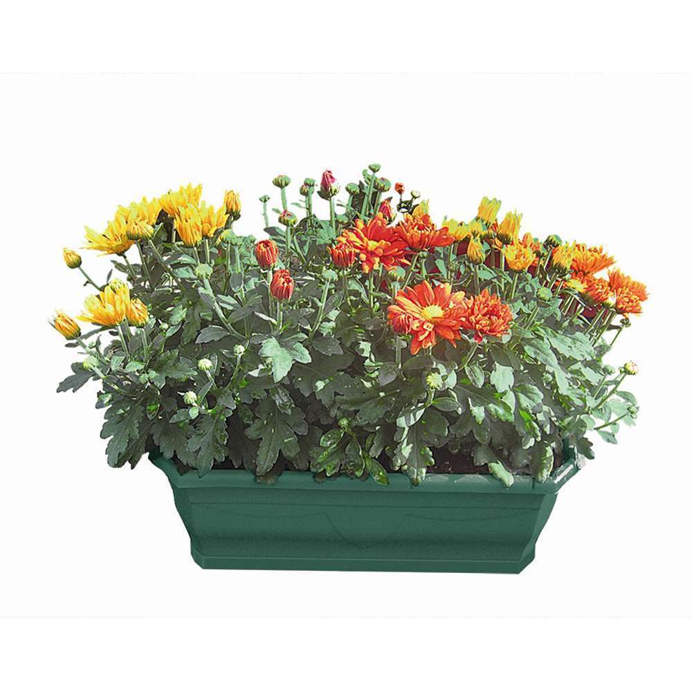 Chrysanthèmes : Jardinière, 40 cm