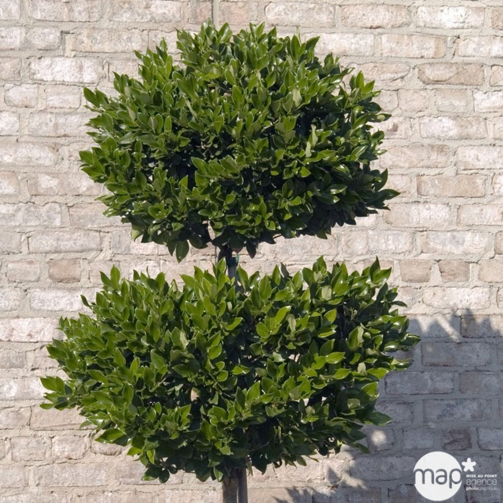 Ligustrum texanum : conteneur 10 litres