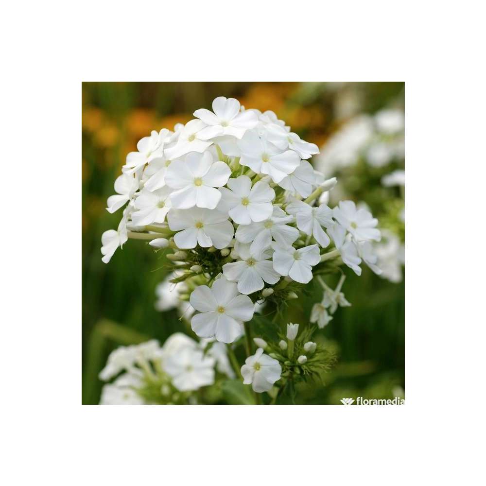 Phlox David : godet vert