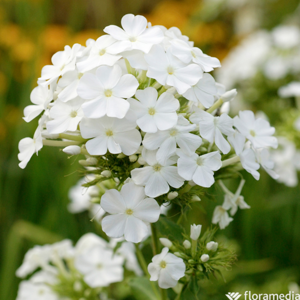 Phlox David : godet vert