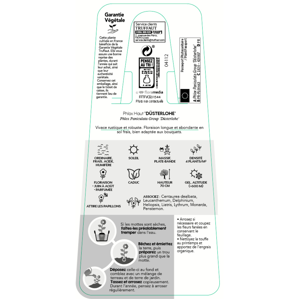 Phlox Düsterlohe : godet vert