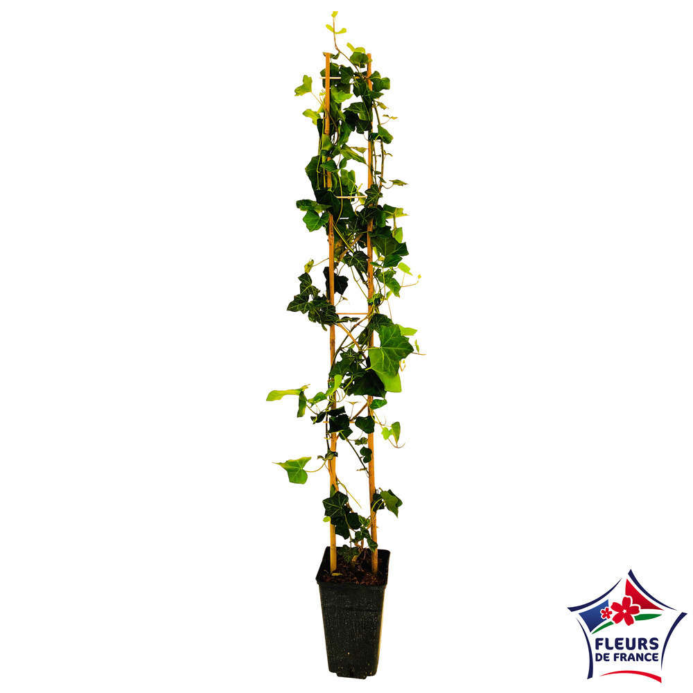 Hedera, pot 3L Echelle H90/120cm