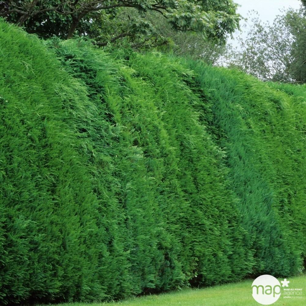 Cupressocyparis Leylandii greffé : hauteur 250/300 cm, pot 35 L