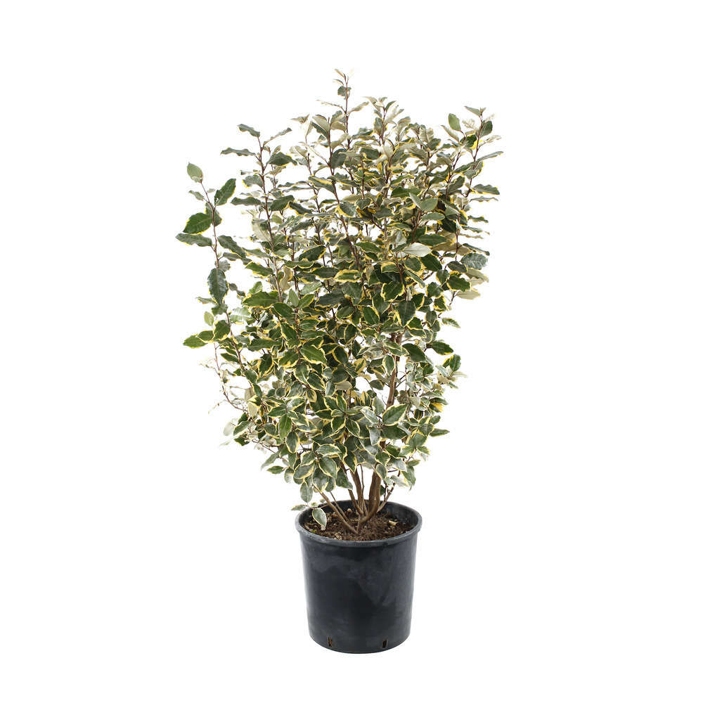 Elaeagnus x ebbingei ' Viveleg ' C18L 80/120