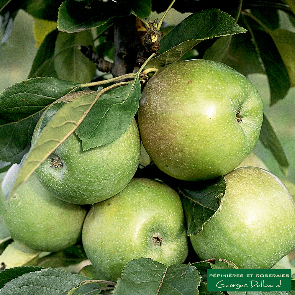 Pommier colonnaire Amboise® : conteneur 12 Litres