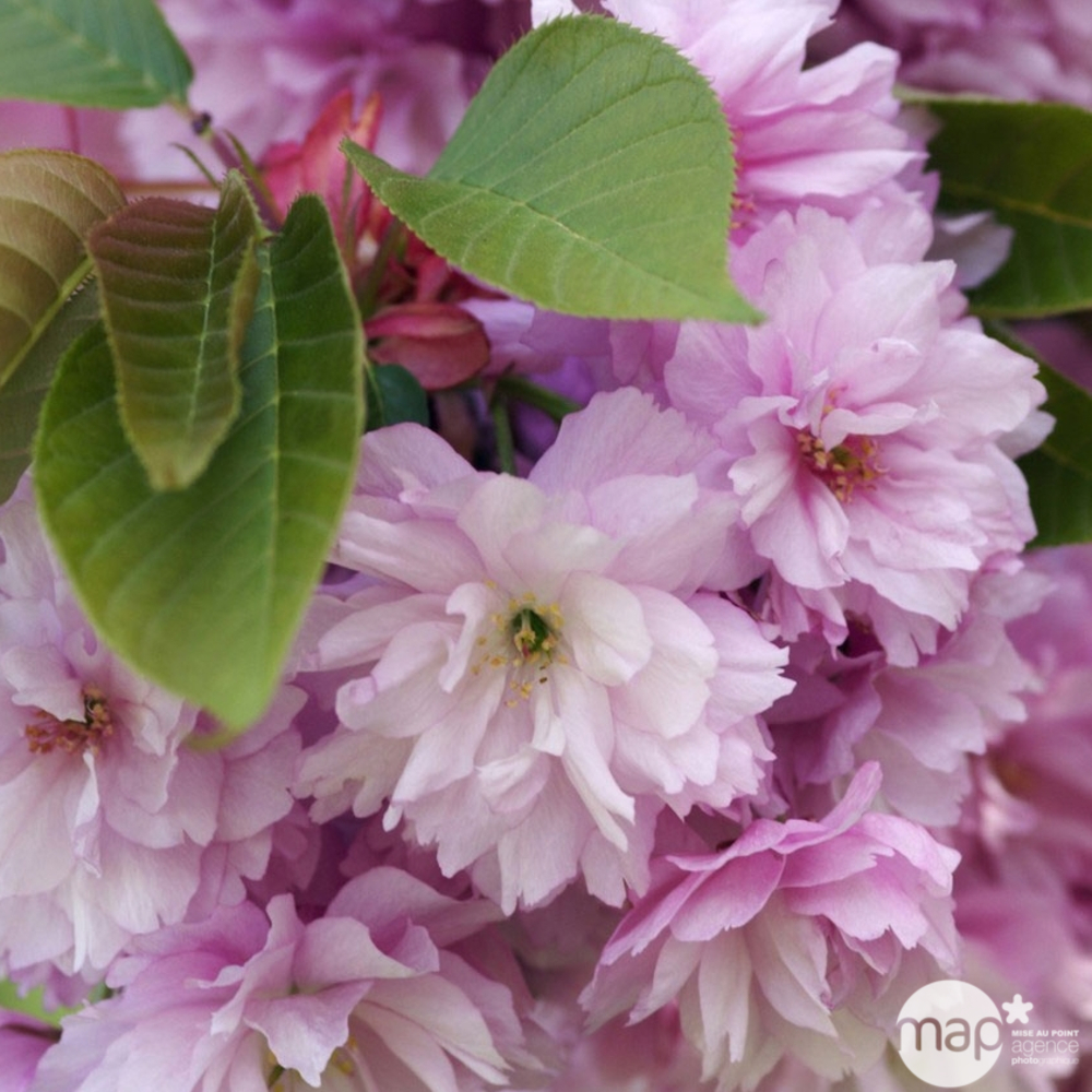 Prunus serrulata Kanzan : 25 litres