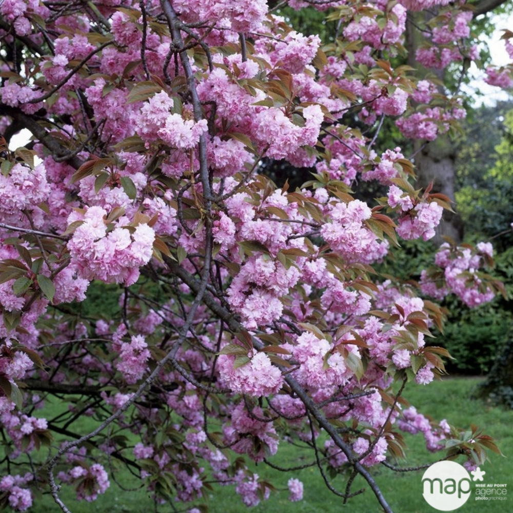 Prunus serrulata Kiku-Shidare-Zakura 15L